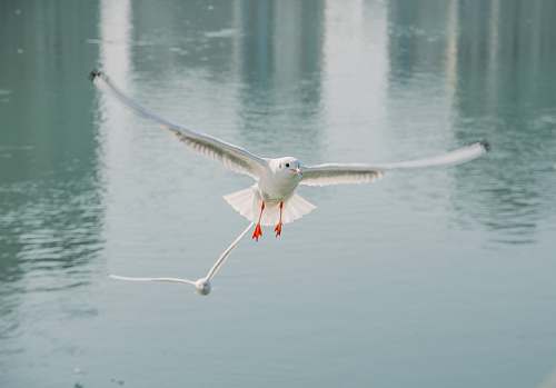 bird white bird over body of water during daytime seagull
