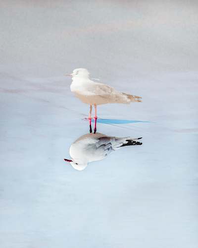 bird white bird painting seagull