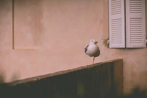 bird white bird perching on brown wooden fence near window seagull