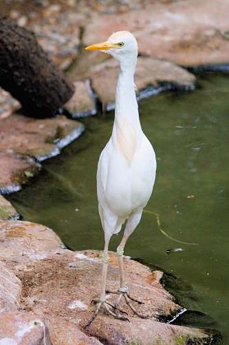 bird white bird photography waterfowl