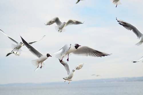 bird white birds flying during daytime flying