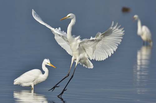 bird white birds on water waterfowl