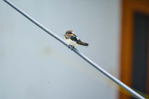 bird white, black, and brown bird perched on gray metal wire swallow