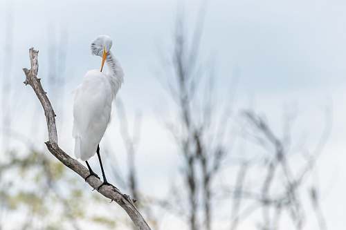 bird white crane on tree branch egret