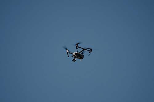 bird white drone flying