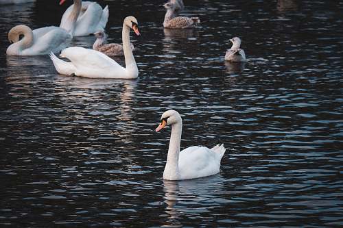 bird white ducks on calm body of water grey