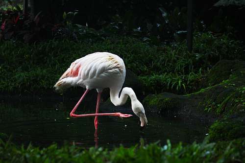 bird white flamingo on riven flamingo