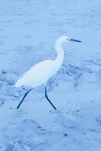bird white heron blue