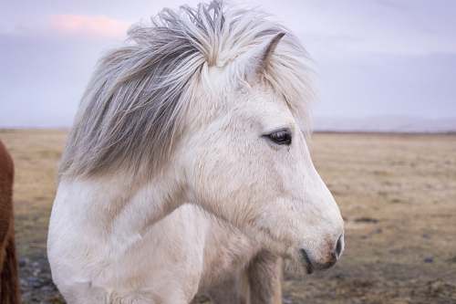 horse white horse pony