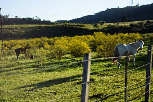 nature white horse in field horse