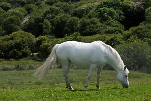 horse white horse near trees mammal