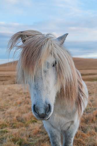 mammal white horse on brown grass field horse