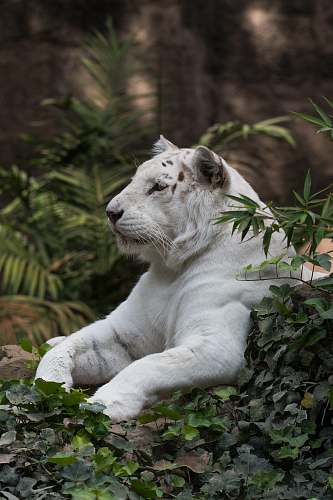 wildlife white lion sitting on green-leafed plants mammal