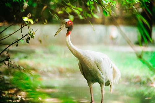 bird white long-beaked bird crane bird