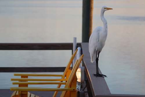 bird white long-beaked bird near brown wooden armchair waterfowl