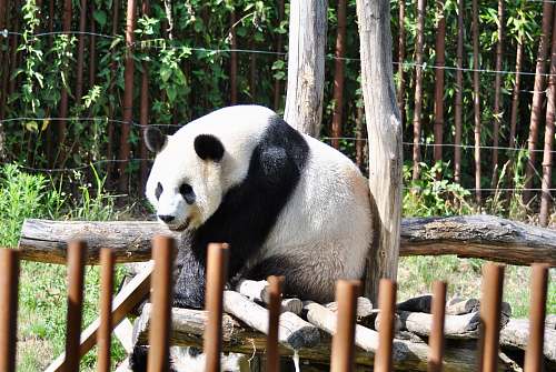 wildlife white panda mammal