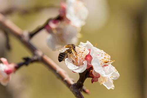 bee white-petaled flowers honey bee
