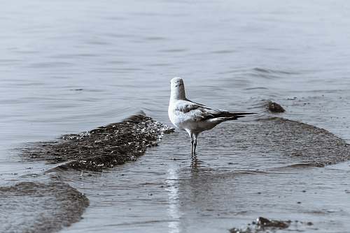 bird white seagull water