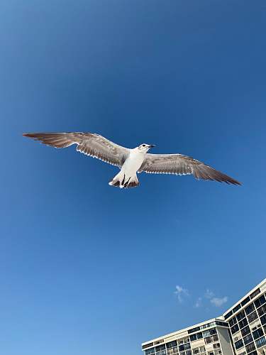 bird white seagull flying near building seagull