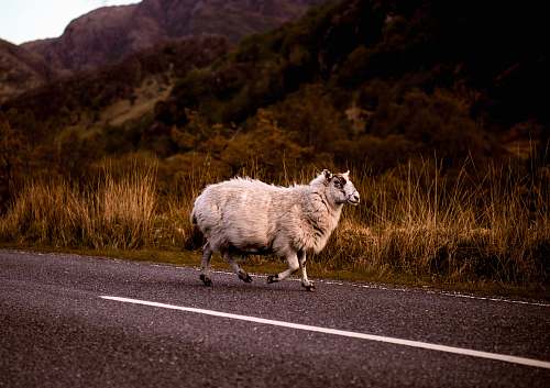 mammal white sheep on road sheep
