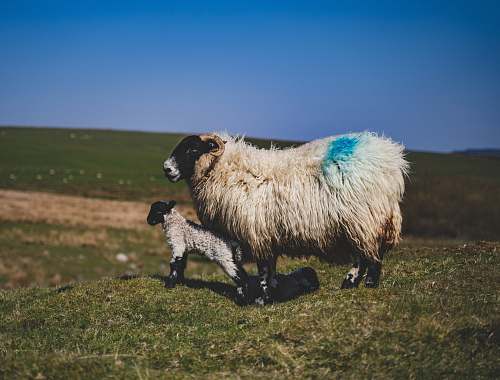 mammal white sheep with kid sheep