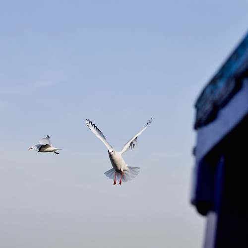 bird white small beaked birds on air flying