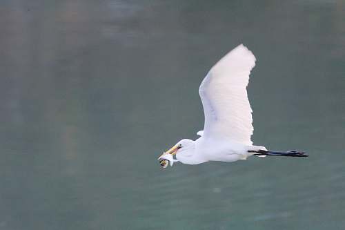 bird white stork flying flying