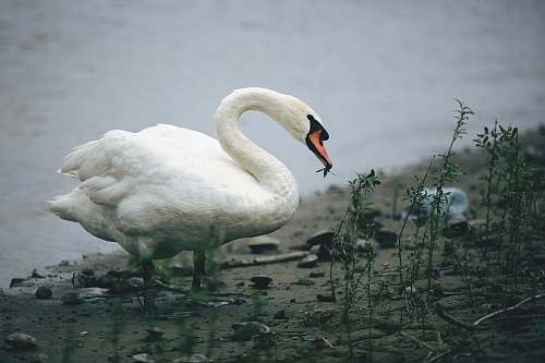 bird white swan eating near body of water during daytime swan