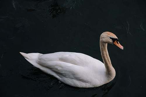 bird white swan on body of water swan