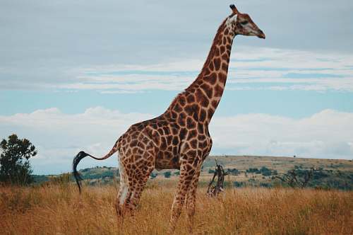 wildlife wildlife photography of a giraffe giraffe