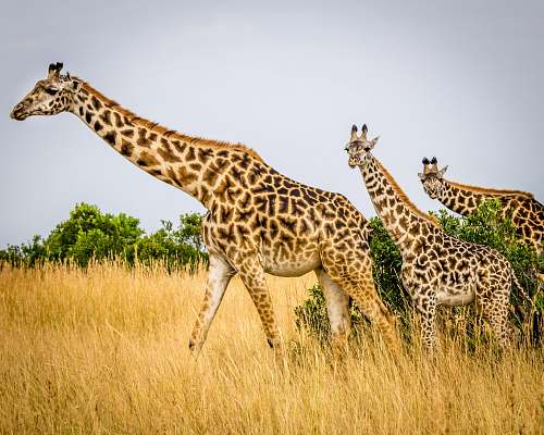 giraffe wildlife photography of tower of giraffes wildlife