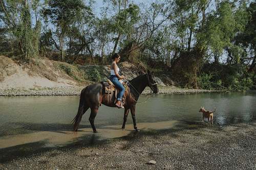 horse woman riding black horse mammal