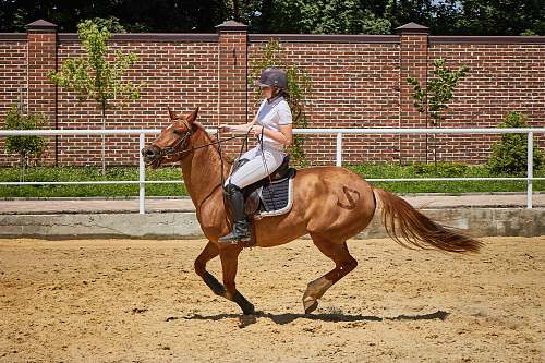 mammal woman riding brown horse horse