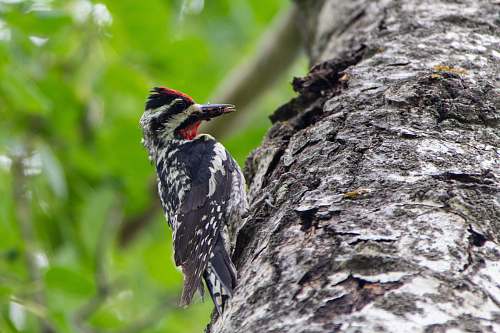 bird woodpecker bird on a tree trunk flicker bird