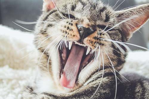 pet yawning brown tabby kitten cat