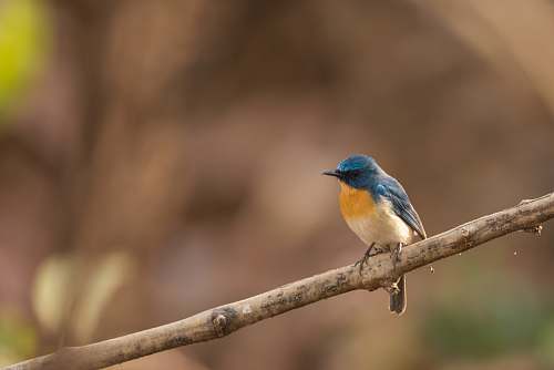 bird yellow and blue bird on brown tree branch bluebird