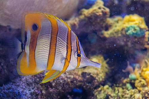 angelfish yellow and gray fish sea life