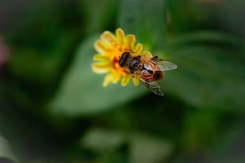 invertebrate yellow bee perched on flower honey bee
