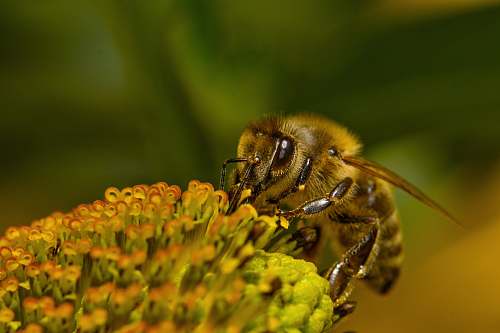 bee yellow bee perching on bee honey bee
