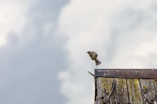 bird yellow bird flying off grey wooden roof grey