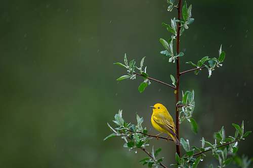 bird yellow bird on tree delaware water gap