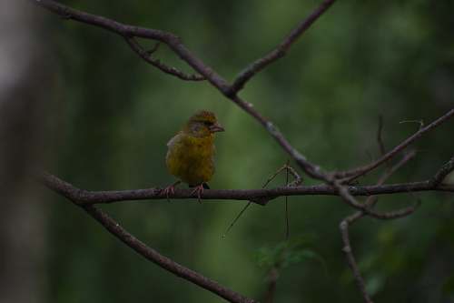 bird yellow bird on tree branch finch