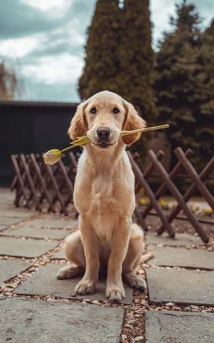 dog yellow Labrador retriever biting yellow tulip flower canine