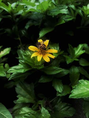 apidae yellow petaled flower bee