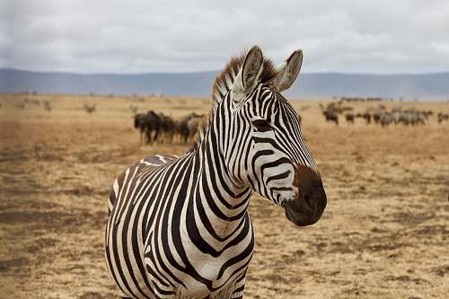 mammal zebra animal zebra