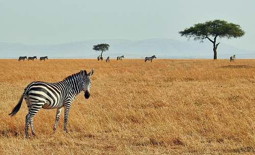 zebra zebra in wild wildlife