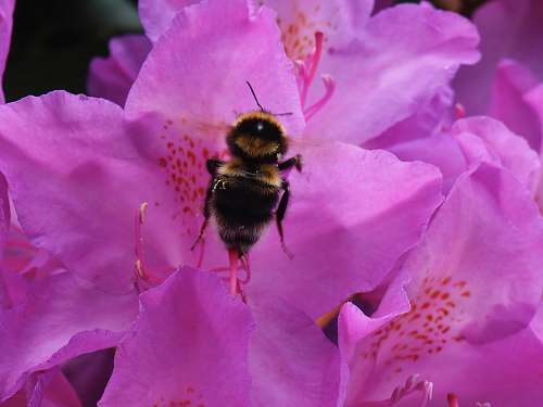 bee black and yellow bee on pink flower insect