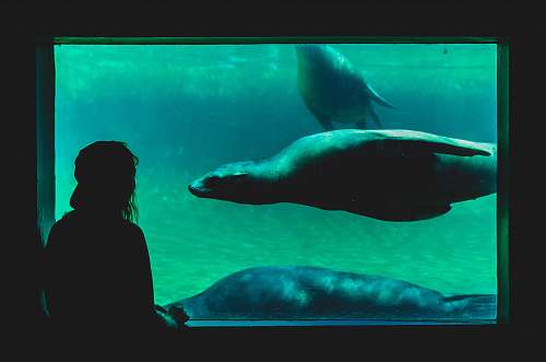 woman person looking at sea cow amsterdam