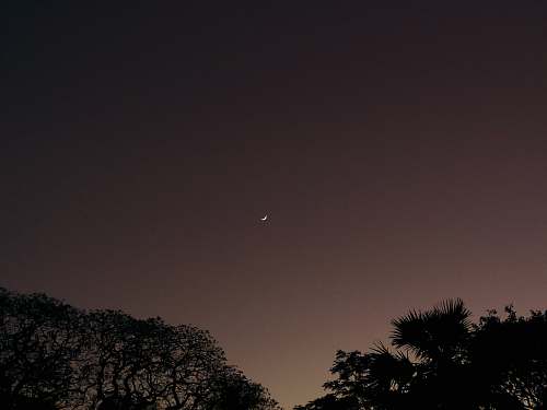 flora silhouette of trees under crescent moon palm tree