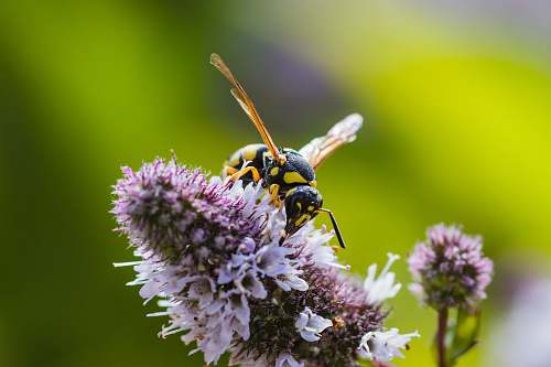 insect  wasp